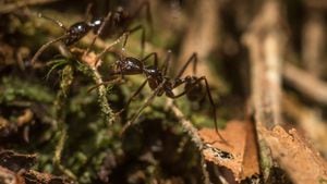 Según los estudios del SINCHI, la Amazonia colombiana cuenta con 218 especies de hormigas.