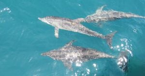 Avistamiento de delfines en Santa Marta.