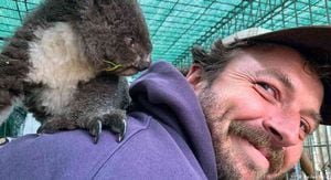 El australiano Kailas Wild rescató a una cría de koala de las ramas calcinadas de un eucalipto y se propuso trabajar para salvar a la especie. Foto: DW