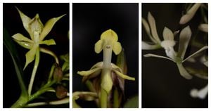 Nuevas orquídeas registradas para la ciencia en Colombia