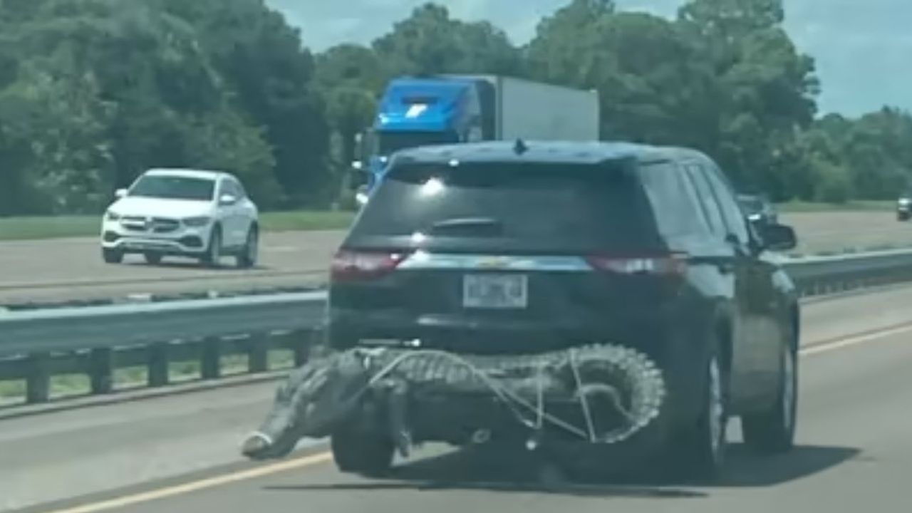 Captan a un enorme caimán atado a una camioneta en carretera de Florida