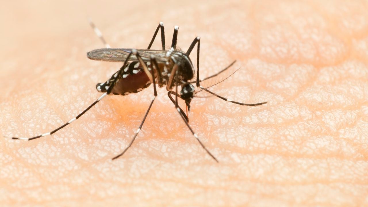 Zancudo transmisor del dengue