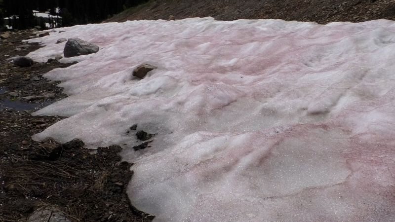 La curiosa coloración de la nieve se ha convertido en una alarma para la comunidad científica.