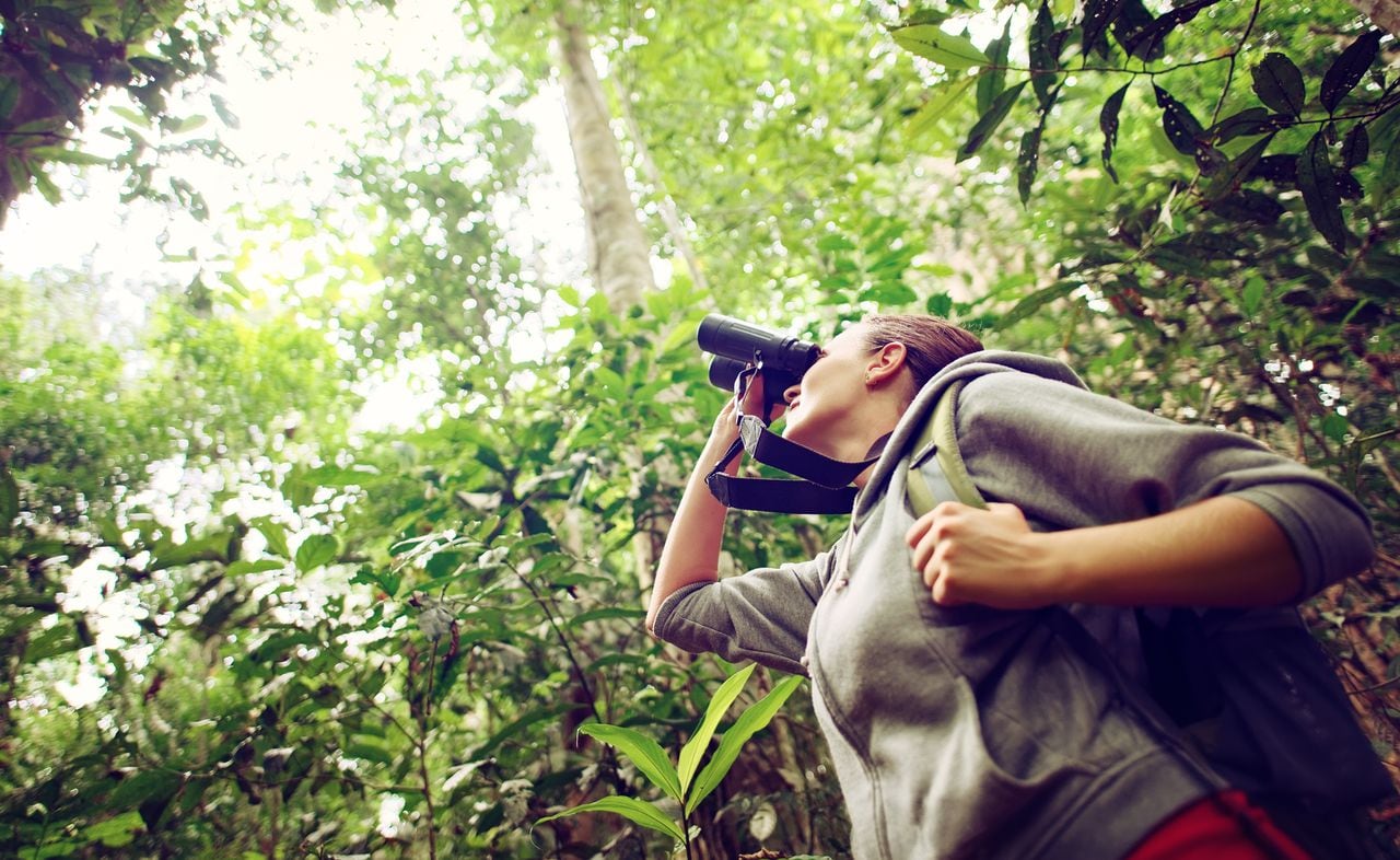 El departamento del Cauca alberga más del 70% de las especies de aves que hay en Colombia.
