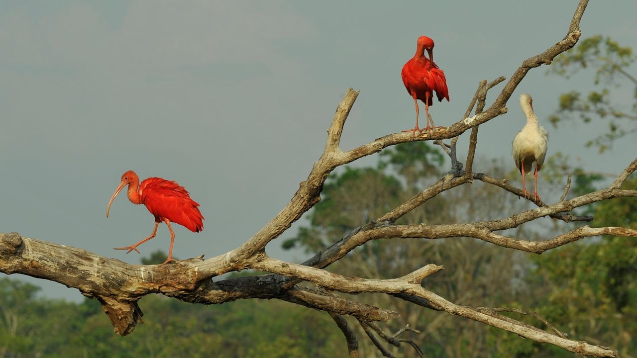 Arauca tiene 453 especies de aves en su territorio