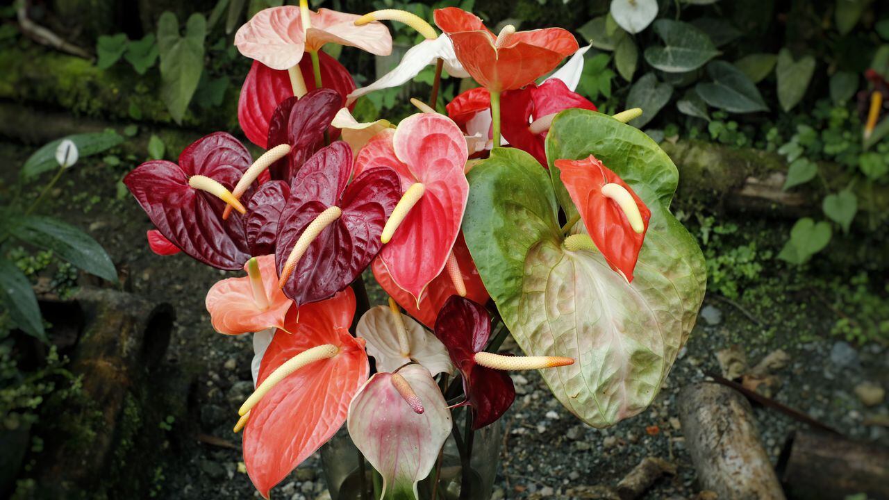 Aunque la flor insignia es el anturio rojo martillado, los floricultores de Ricaurte han logrado desarrollar más de 40 variedades.