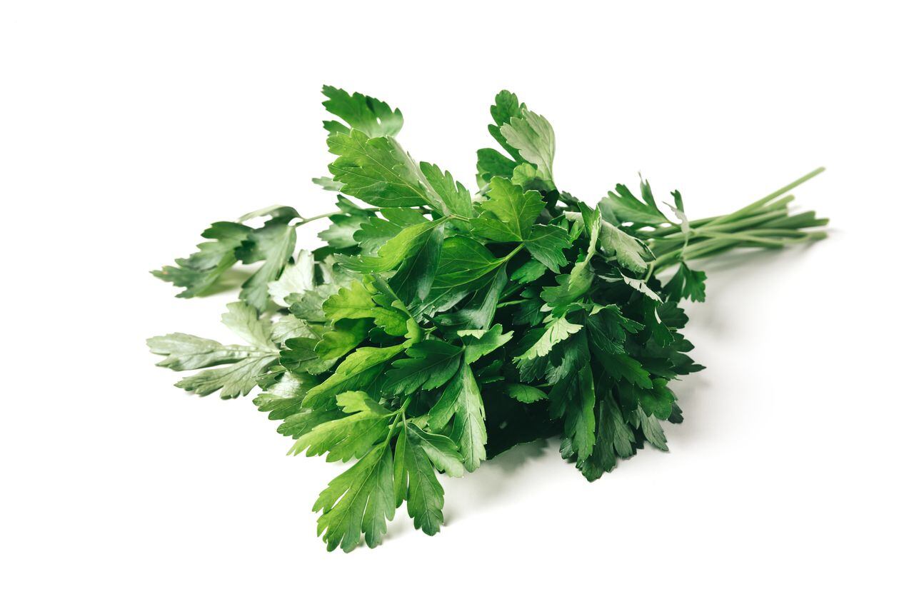 Fresh bunch green parsley bunch on white background. Floral design element. Healthy eating and dieting concept.