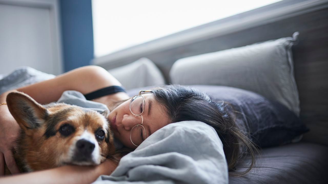 perro acostado con su dueño