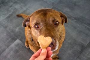 Perro recibiendo una galleta. Perro labrador mixto adulto comiendo galletas. Fondo gris. Ciérrese encima del retrato del perro marrón lindo.