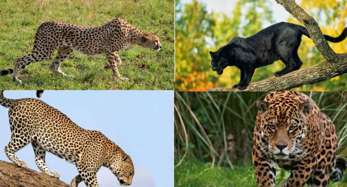 Гепард и леопард. Гепард леопард Ягуар Пума пантера. Гепард леопард Ягуар. Гепард и леопард и Ягуар и пантера. Ягуар леопард гепард отличия.