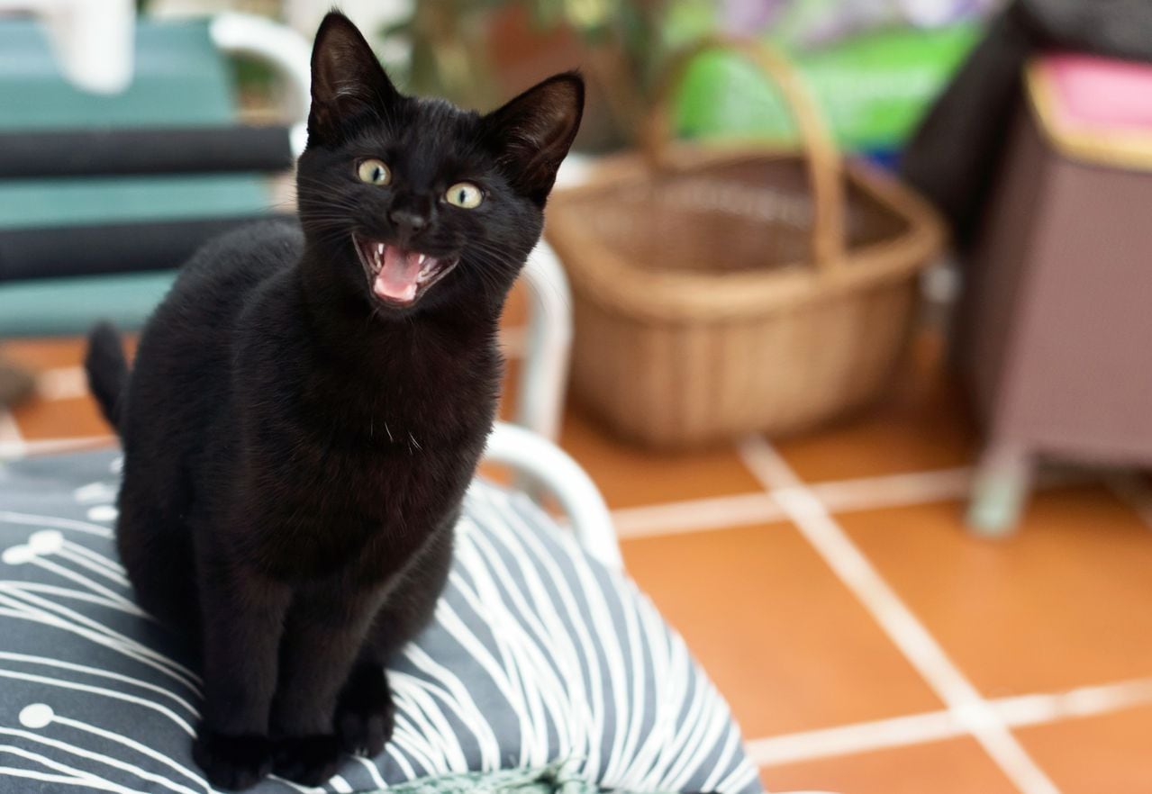 El 27 de octubre es el día del Gato Negro.