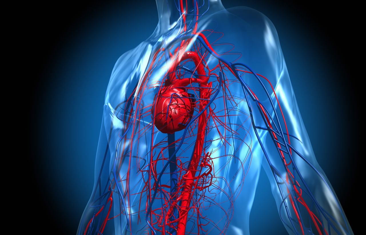 Corazón y sistema circulatorio con vasos sanguíneos