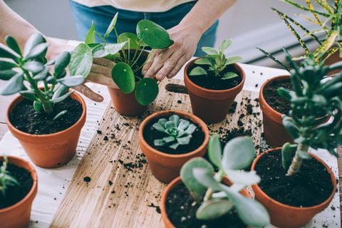 Jardinería sin complicaciones: cuidado y estimulación del crecimiento de suculentas sin abono
