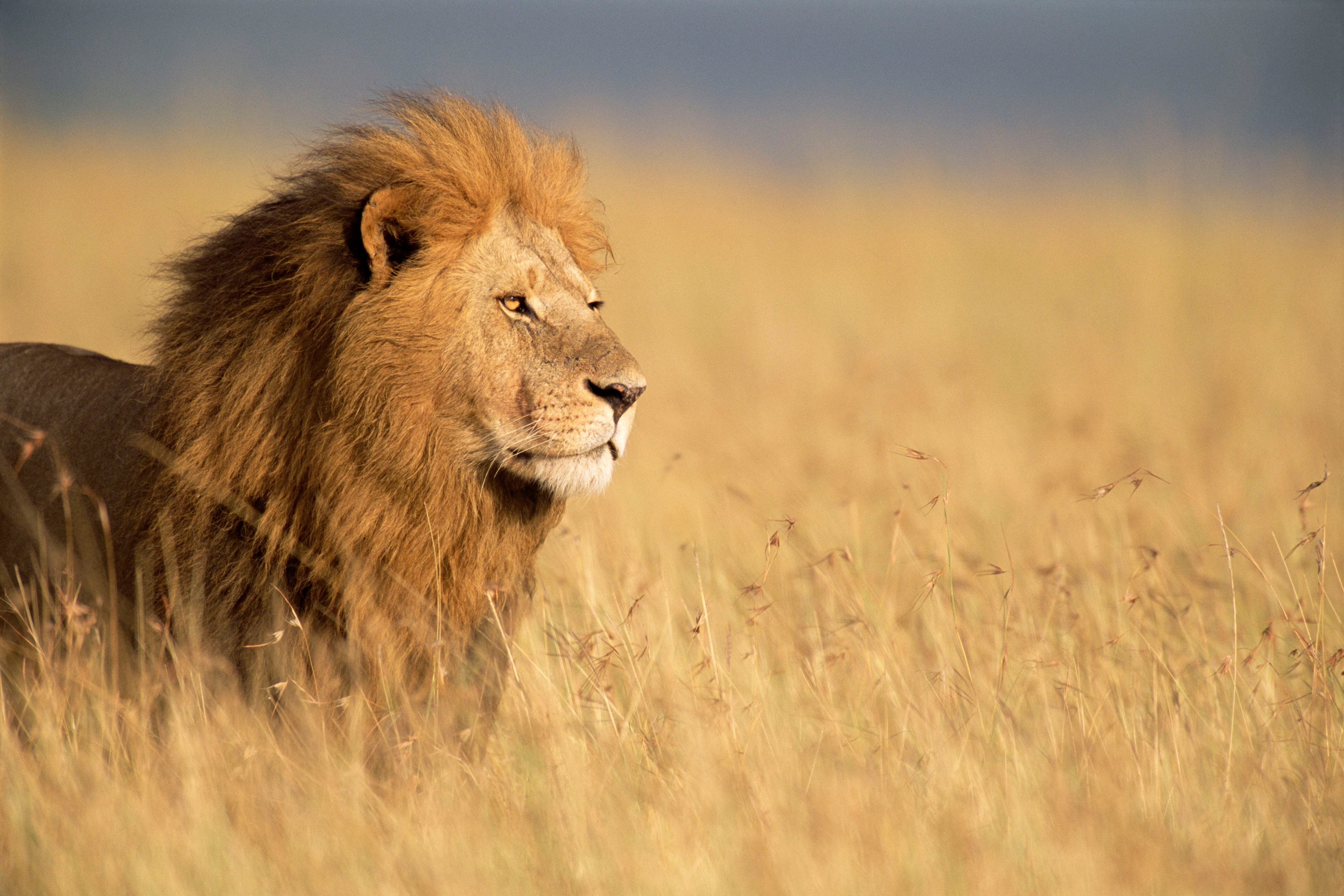 Top 78+ imagen leones de tanzania