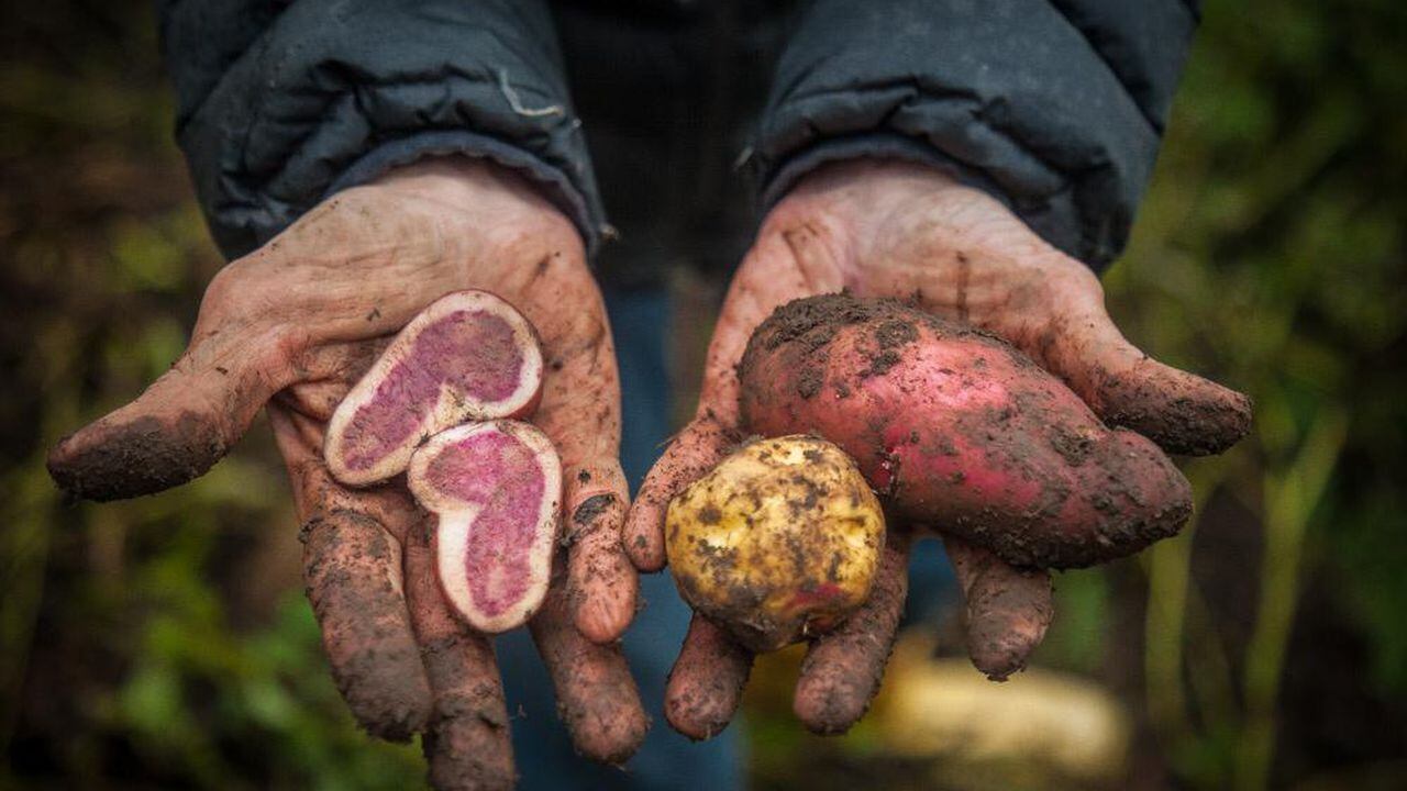 En Colombia se tiene registro de unas 4.500 variedades de papa nativa, que se diferencian de la blanca por su sabor, color y textura.