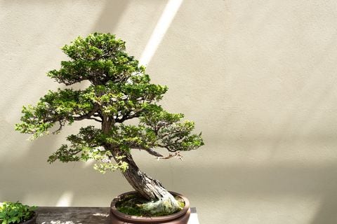 Pequeños tesoros vivos: la magia de los bonsáis y su mantenimiento en casa.