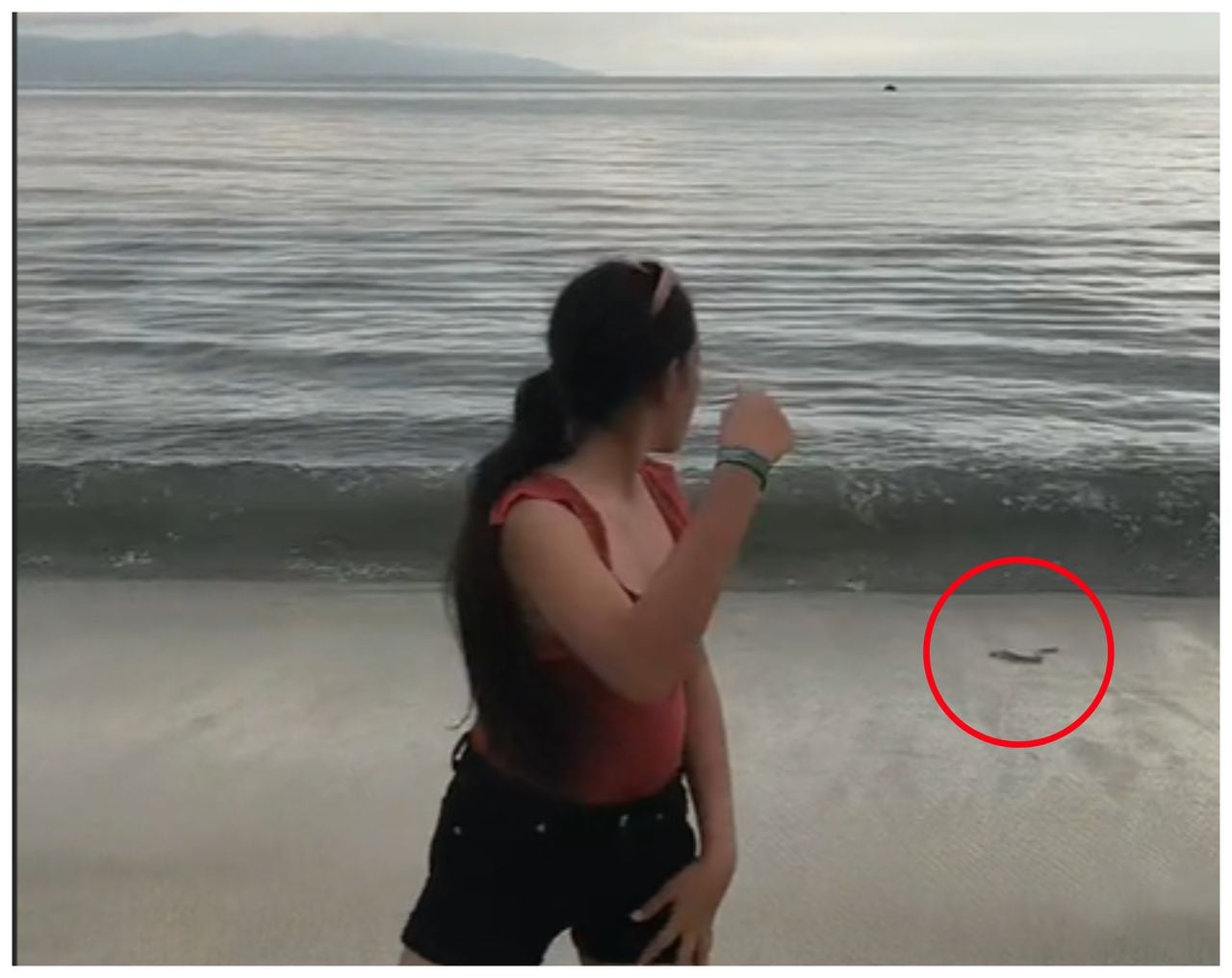 A pesar de la inusual aparición de estas serpientes marinas en la playa de Puerto Vallarta, las autoridades no han emitido una declaración oficial al respecto.