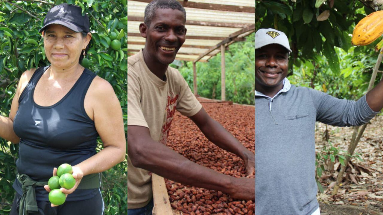 Campesinos productores de lima ácida en Nariño Foto: Prensa Centro de comercio internacional