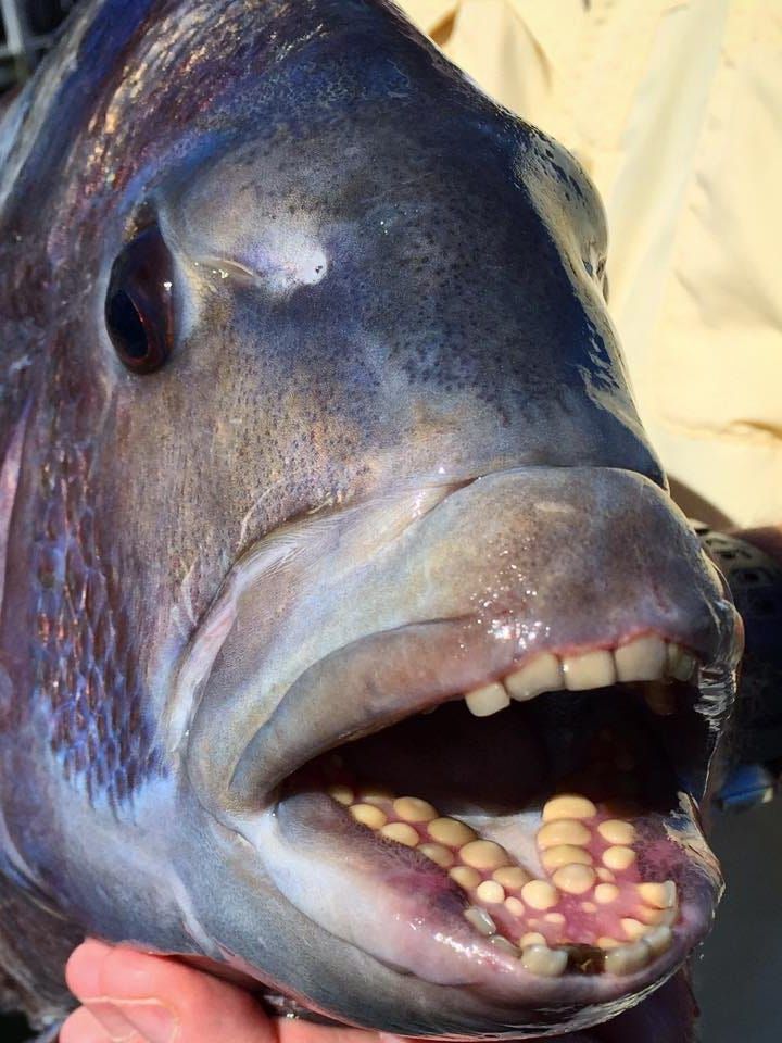 Estos peces son muy peculiares por sus increíbles dientes.