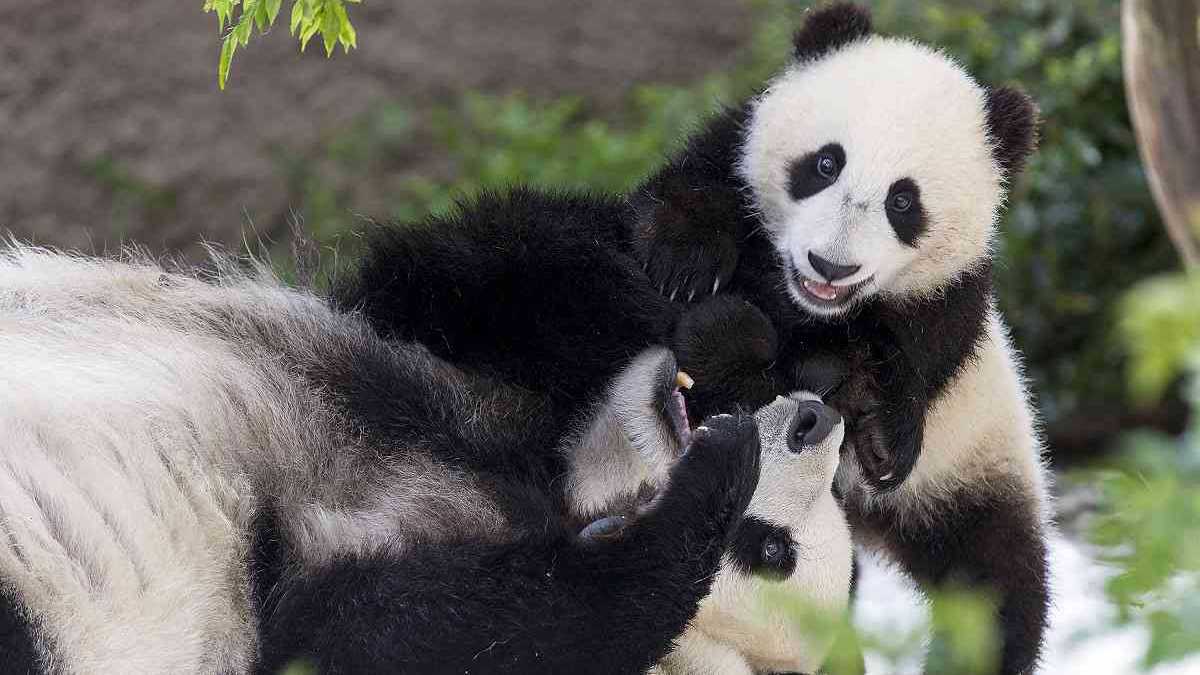Los pandas son una especie, clave para los ecosistemas en los que habitan Foto: Jennifer MacEwen / AP