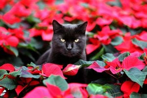 El gato Elmo se encuentra en medio rosas de invierno en un invernadero en Barth, el norte de Alemania. (AP)