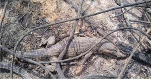 Animales como caimanes han sido afectados por las llamas. Foto: PNN