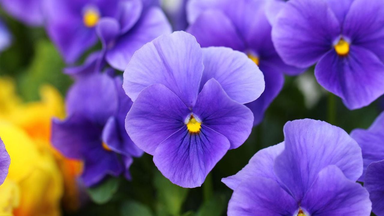 Significado de cuando florecen las violetas.