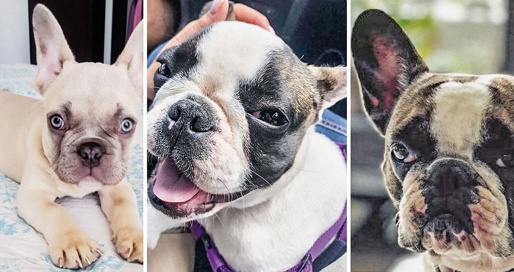   Blue es el caso más reciente de robo de perros en Bogotá. La raza bulldog francés es una de las preferidas por los delincuentes para comercializarla a cambio de grandes sumas de dinero.