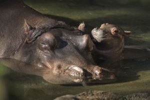 Fotografía del 13 de enero de 2018 cedida por Disney, donde aparece un hipopótamo del Nilo que nació este martes en el parque de atracciones de Disney Animal Kingdom en Lake Buena Vista, Florida (EE.UU.).