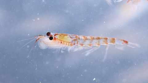 Krill, Euphausia superba, is an important food source to animals living in the Antarctic.