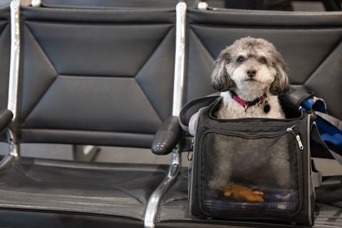 Perro en aerolínea