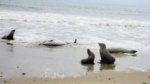 Denuncian muerte de leones marinos y focas en California.