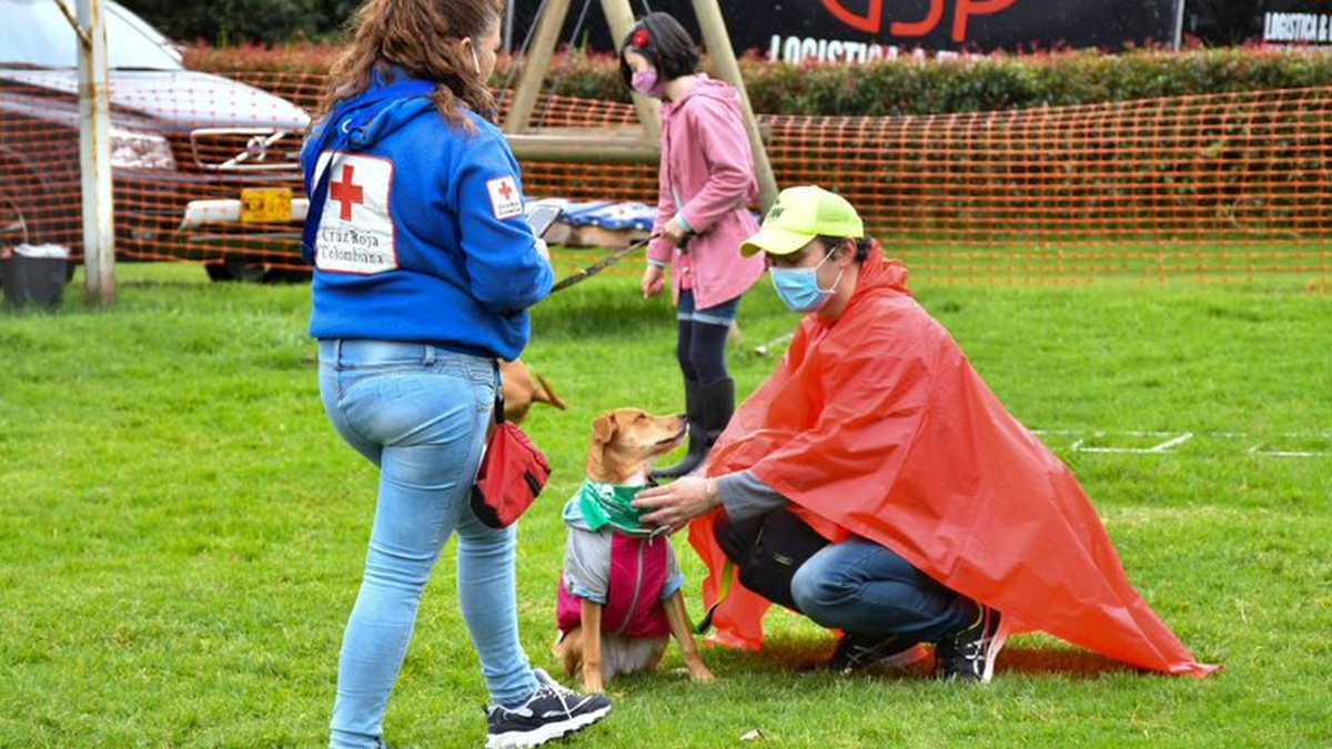 Aprende a tratar la ansiedad y el estrés que las tormentas y lluvias producen en tu perro Cruz Roja Colombiana Foto: Prensa Cruz Roja Colombiana