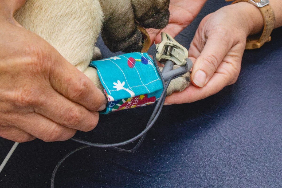 La creación del robot fue posible gracias a la donación de los órganos de un perro que falleció hace poco.