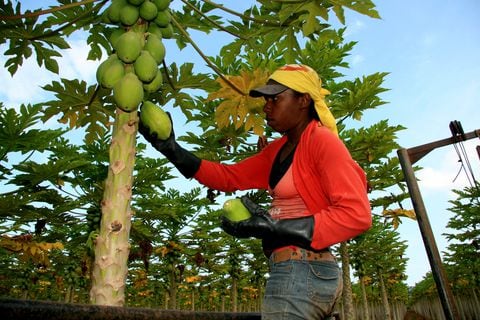 Santa Rosa, un corregimiento de Timbiquí a orillas del río Zaira, es la zona del país donde más arraigada está la tradición del dulce andullo. La papaya es uno de sus ingredientes principales.