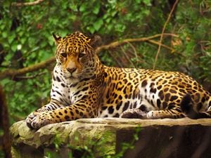 Close-up view of a Jaguar Amazonas