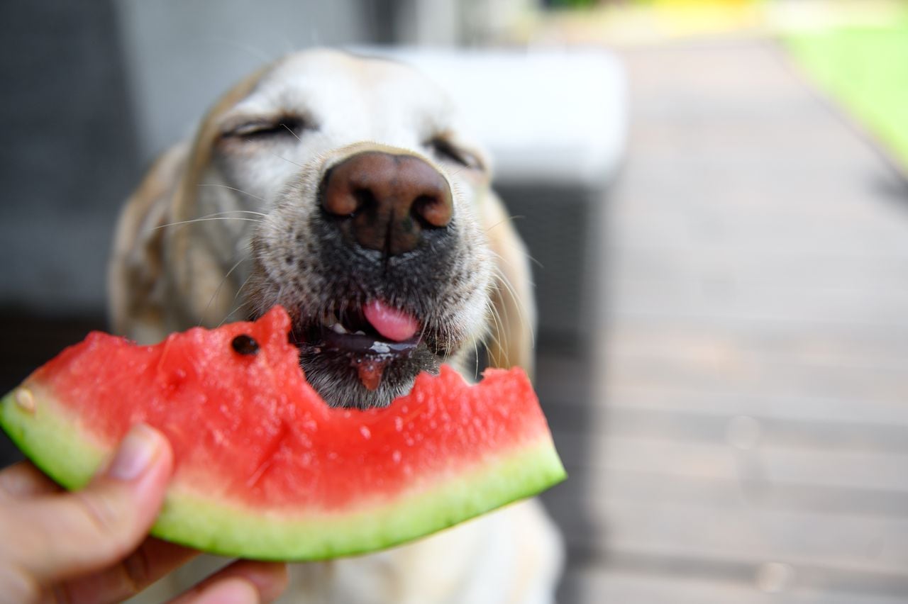 Perro comiendo fruta
