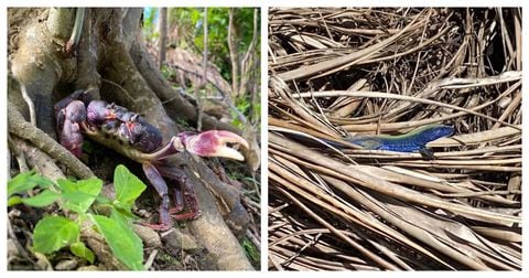 Cangrejo negro y lagarto azul hallados en Providencia