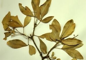 La planta fue identificada como parte de la familia Rutaceae.