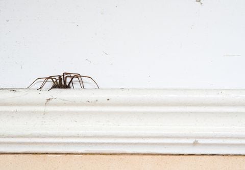 ¿Cansado de arañas en casa? Conozca la planta que las ahuyenta.