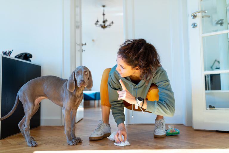 Este truco ayudará a que su mascota deje de orinar al interior de la casa.