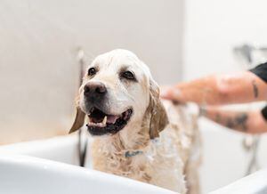 Los perros ueden bañarse cada vez que lo requieran.