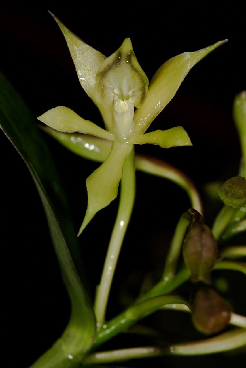 Nueva especie de orquídea registrada en el Parque Nacional Natural Munchique. (Epidendrum acuminatisepalum).