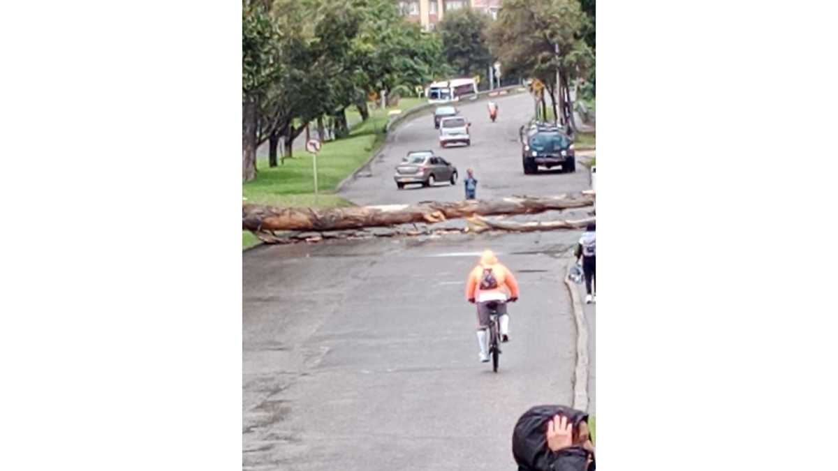 Árbol caído en carrera 7 con 170 Bogotá Foto: Habitantes del sector