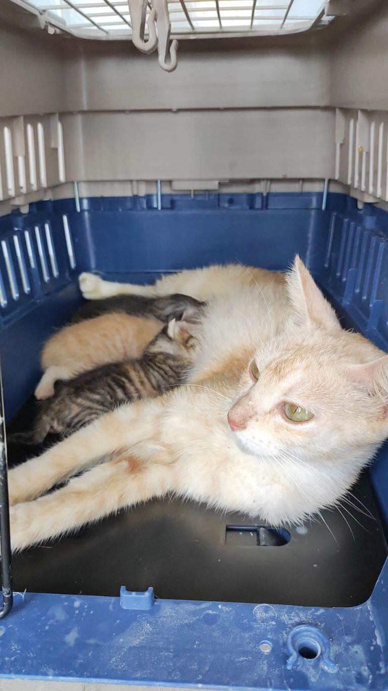 La gata y sus crías se encuentran en el  Centro de Bienestar Animal.
