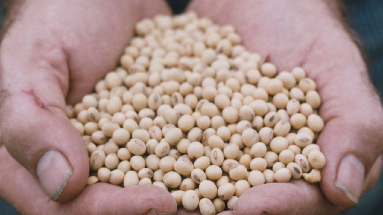 La cosecha de soya que se cultivó en los campos de Argentina está generando grandes recursos por cuenta de la guerra de Ucrania