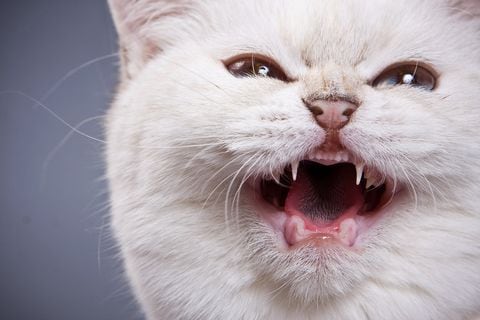 La lengua de los gatos tiene unas papilas que son rasposas al tacto humano.
