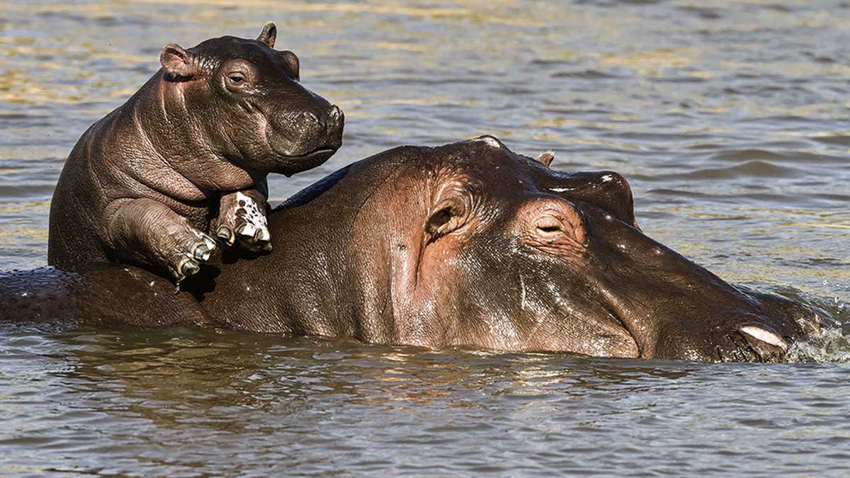 Pablo Escobar importó a los hipopótamos de África en 1980.