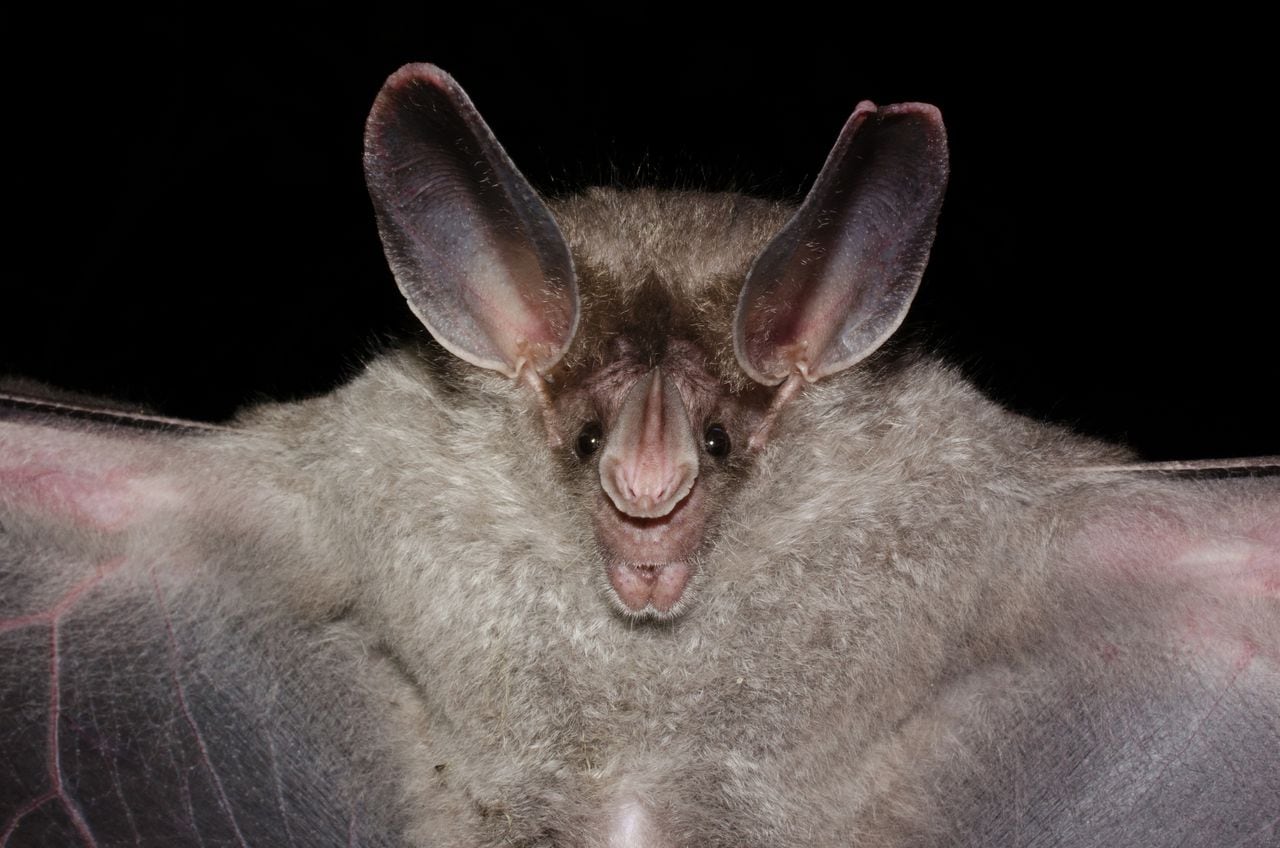El murciélago lanudo de orejas grandes o (Peter's) falso murciélago vampiro.