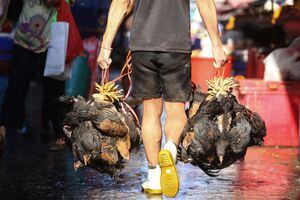 Trabajador visto sosteniendo pollos para un cliente en el mercado Khlong Toei en Bangkok. Foto de Adisorn Chabsungnoen/SOPA Images/LightRocket via Getty Images)